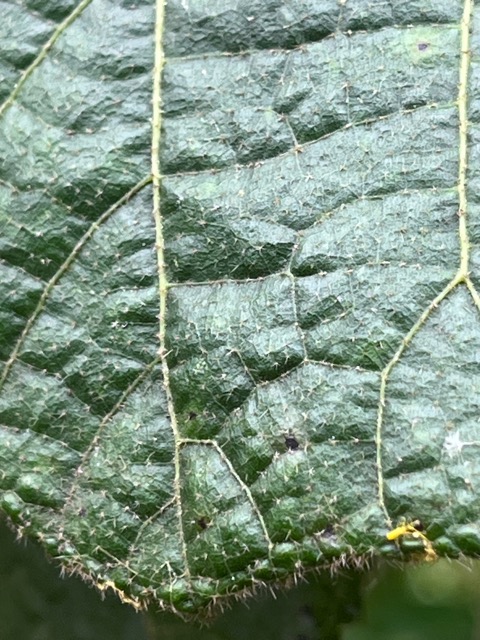 14. Poils stellés sur le limbe, poils sur la marge de  41 Dombeya ciliata Mahot blanc Malvaceae ENDEMIQUE La Réunion.jpeg