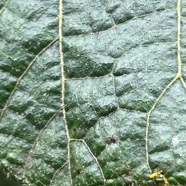 14. Poils stellés sur le limbe, poils sur la marge de  41 Dombeya ciliata Mahot blanc Malvaceae ENDEMIQUE La Réunion.jpeg