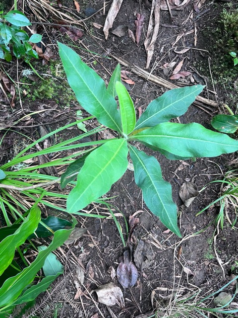 15. Psiadia laurifolia Bois de tabac Asteraceae ENDEMIQUE La Réunion.jpeg