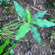 15. Psiadia laurifolia Bois de tabac Asteraceae ENDEMIQUE La Réunion.jpeg