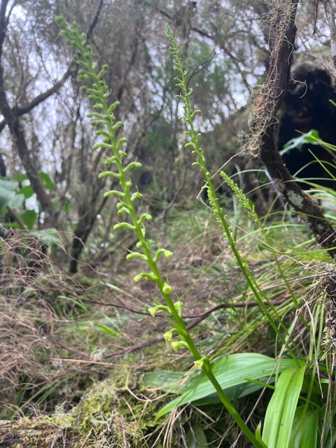 16. Benthamia chlorantha Orchidaceae ENDEMIQUE La Réunion, Maurice.jpeg