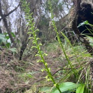 16. Benthamia chlorantha Orchidaceae ENDEMIQUE La Réunion, Maurice.jpeg