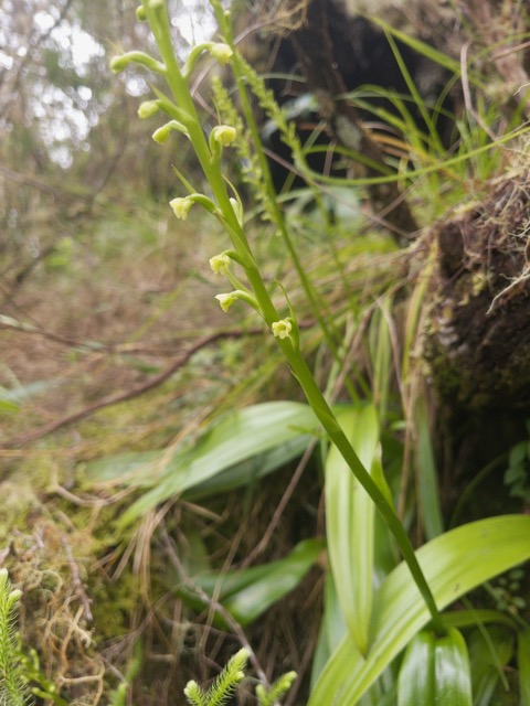 17. Benthamia chlorantha Orchidaceae ENDEMIQUE La Réunion, Maurice.jpeg