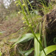 17. Benthamia chlorantha Orchidaceae ENDEMIQUE La Réunion, Maurice.jpeg
