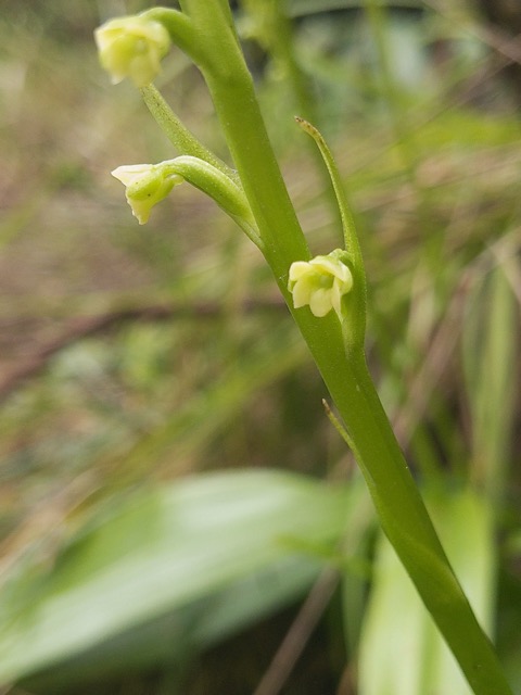 18. Fleur Benthamia chlorantha Orchidaceae ENDEMIQUE La Réunion, Maurice.jpeg