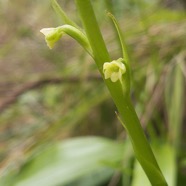 18. Fleur Benthamia chlorantha Orchidaceae ENDEMIQUE La Réunion, Maurice.jpeg