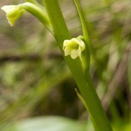 19.Fleur Benthamia chlorantha Orchidaceae ENDEMIQUE La Réunion, Maurice.jpeg