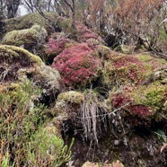 20. Tableau par Sphaigne.jpeg