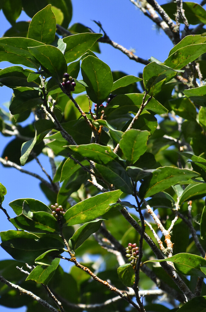 Antidesma madagascariense-Bois de cabri blanc-PHYLLANTACEAE-Indigene Reunion