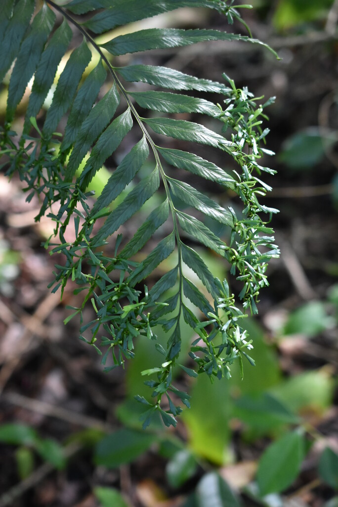 Asplenium daucifolium var lineatum-ASPLENIACEAE-Indigene Reunion