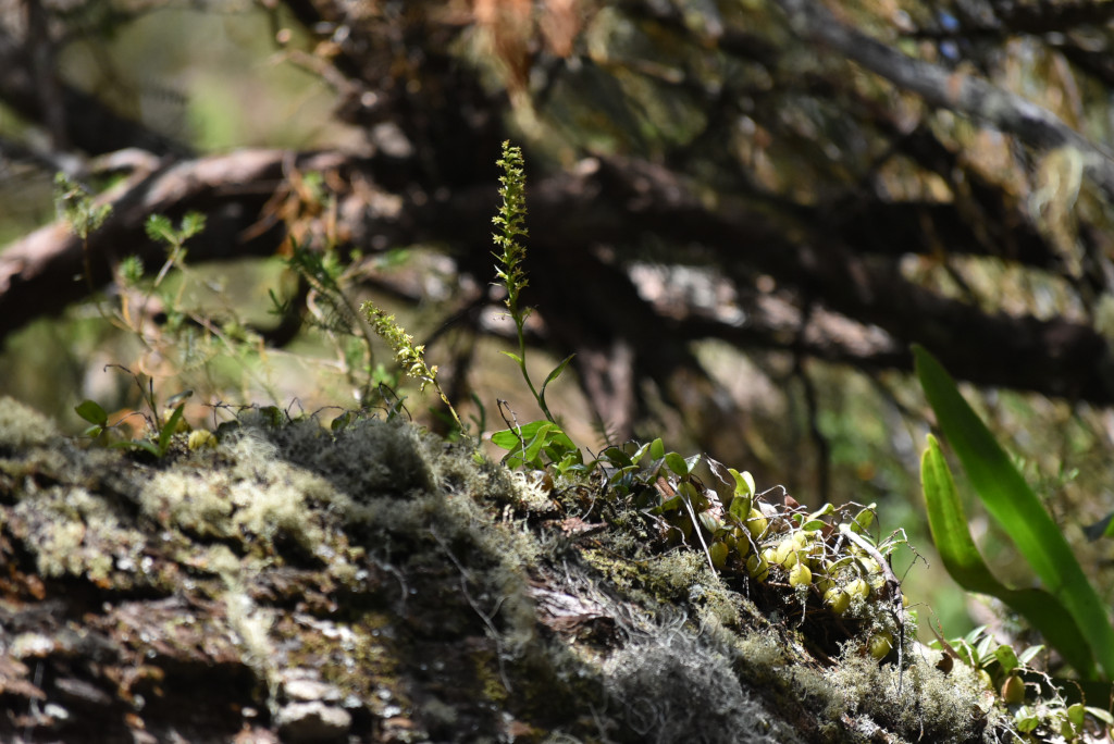 Benthamia erinaceae-(ex-nigrescens) ORCHIDOIDEAE Endemique-Reunion