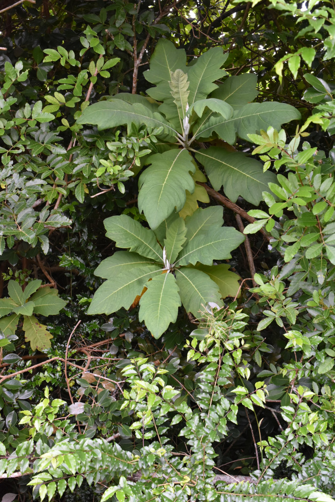 Bocconia frutescens-PAPAVERACEAE