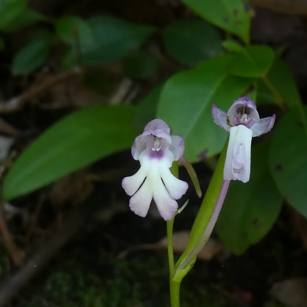 Cynorkis fastigiata-ORCHIDOIDEAE-Indigene Reunion
