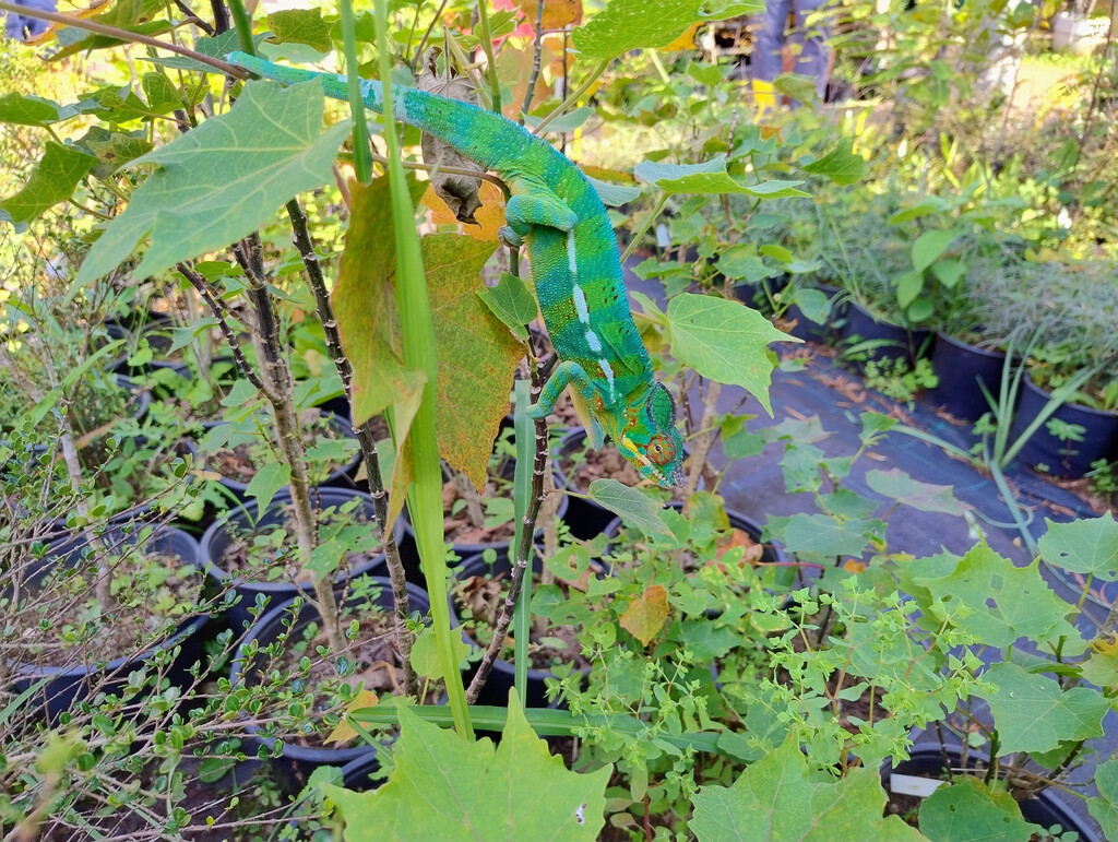 Endormi sur Bois de couleur