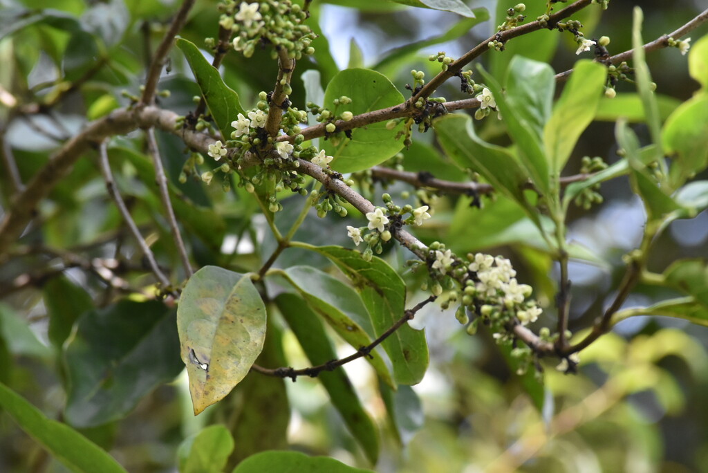 Geniostoma borbonicum-Bois de piment-LOGANIACEAE-Endemique Reunion Maurice