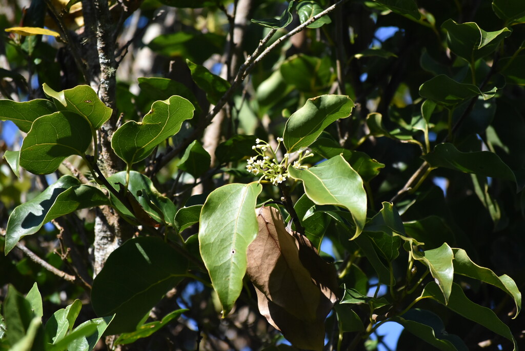 Ocotea obtusata-Cannelle marron-LAURACEAE-Endemique Reunion_Maurice