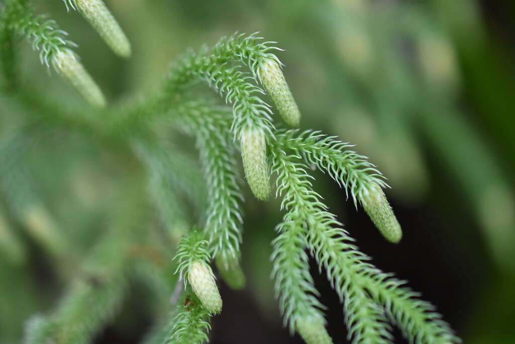 Palhinhaea cernua(ex Lycopodiella cernua)-Fougere la mariee-LYCOPODIACEAE-Indigene Reunion