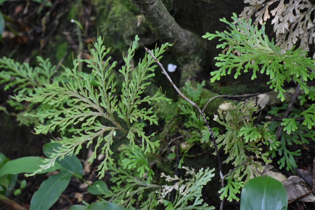 Sellaginella fructiculosa(?)-SELAGINELLACEAE-Endemique Reunion Maurice