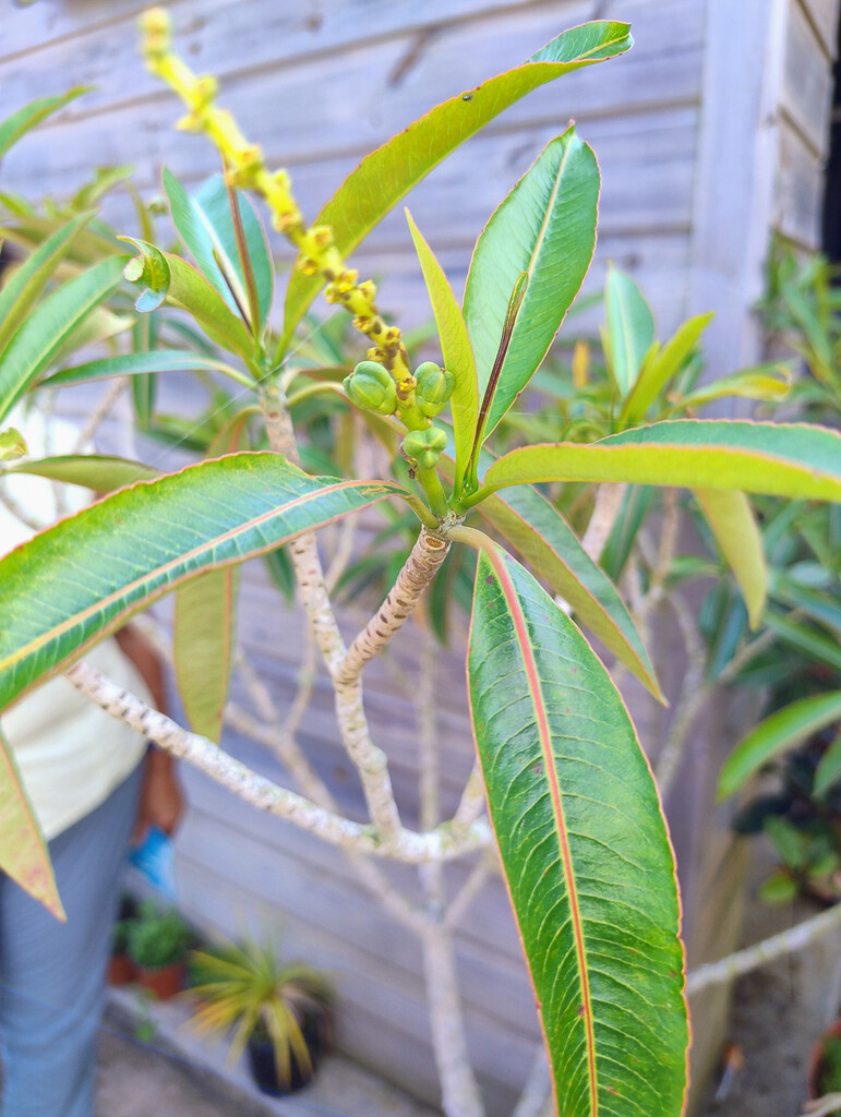 Stillingia lineata-Tanguin pays-EUPHORBIACEAE-Endemique Reunion Maurice