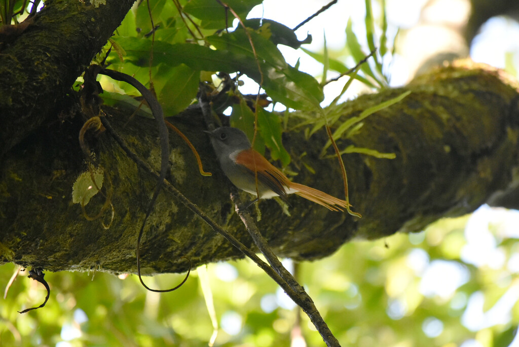 Terpsiphone bourbonnensis-Zoizo La Vierge-MONARCHIDAE-Endemique Reunion