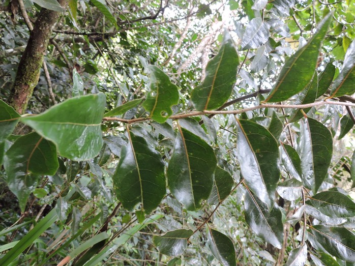 1 Corce blanc ou bois de bassin,  Homalium paniculatum 
