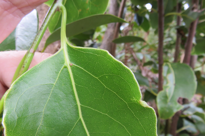 10 10 Les deux domatiesont isparu sur une feuille moins juvénile de Ocotea obtusata - Bois de cannelle marron **- Lauracée - I