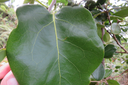 11 Les deux domatiesont isparu sur une feuille moins juvénile de Ocotea obtusata - Bois de cannelle marron **- Lauracée - I