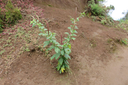 12 Phytolacca americana L.  - Faux vin - Phytolaccaceae - Exo