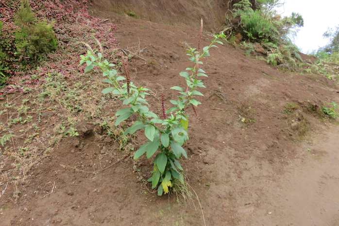 12 Phytolacca americana L.  - Faux vin - Phytolaccaceae - Exo