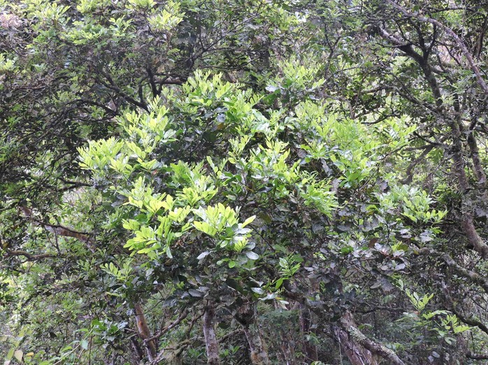 2 bois de gaulette,Doratoxylon apetalum  