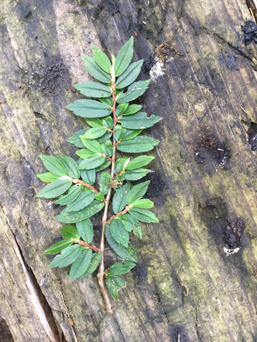 26 Begonia foliosa