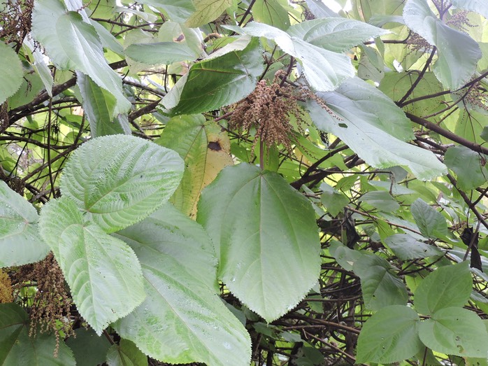 3 Bois de source, Boehmeria stipularis 