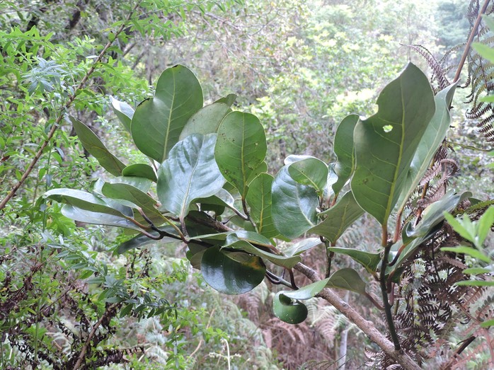 7 Tambourissa crassa, bois de tambour 