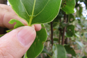 8 Les deux domaties typiques d'une jeune feuille de Ocotea obtusata - Bois de cannelle marron **- Lauracée - I
