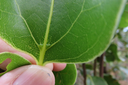 9 Les deux domaties typiques d'une jeune feuille de Ocotea obtusata - Bois de cannelle marron **- Lauracée - I