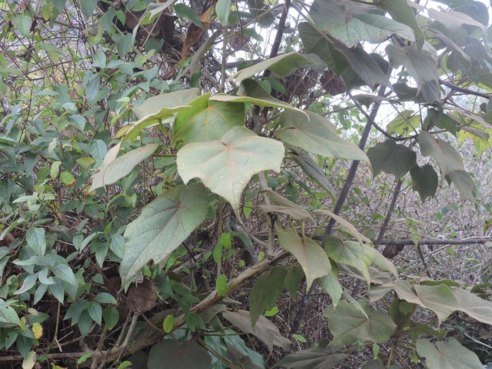 9 Mahot blanc, Dombeya pilosa 
