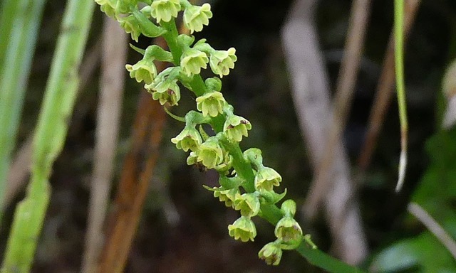 Bentamia Latifolia