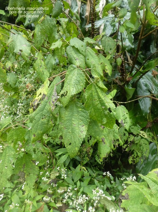 Boehmeria macrophylla . bois de source noir . urticaceae P1640644