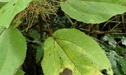 Boehmeria Stipularis, Bois de source blanc