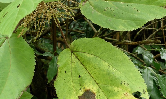 Boehmeria Stipularis, Bois de source blanc