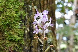 Cynorkis ridleyi - ORCHIDOIDEAE - Indigène Réunion