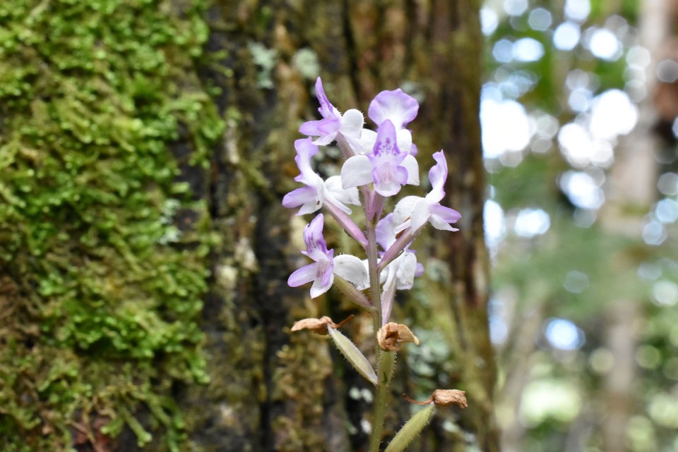 Cynorkis ridleyi - ORCHIDOIDEAE - Indigène Réunion