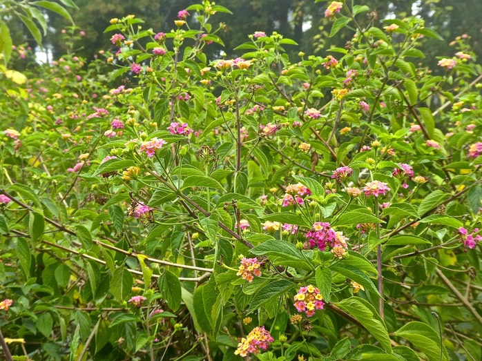 Lantana camara . galabert . verbenaceae. espèce envahissante .P1640495