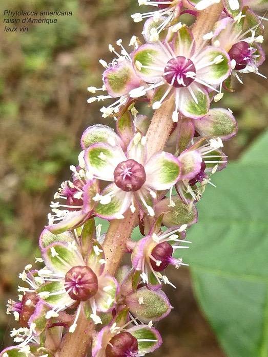Phytolacca americana. faux vin . raisin d'Amérique .phytolaccaceae.  potentiellement envahissante .P1640333
