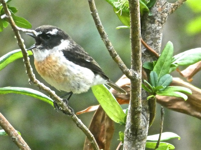 Saxicola tectes .tec tec mâle .muscicapidés . endémique Réunion P1640661