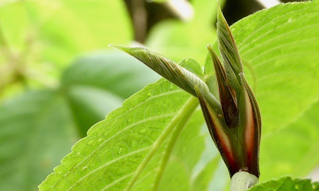 Stipules, bois de source blanc