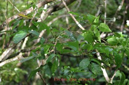 - Allophyllus borbonicus - Sapindacée -I