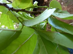 Bois de Cabri Blanc (1)
