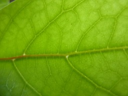 Bois de Cabri Blanc (3)