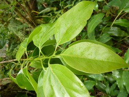 Bois de Cannelle Marron (1)